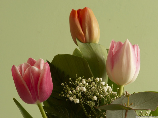 Обои картинки фото цветы, тюльпаны