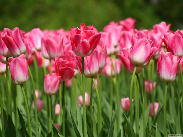 Обои картинки фото цветы, тюльпаны