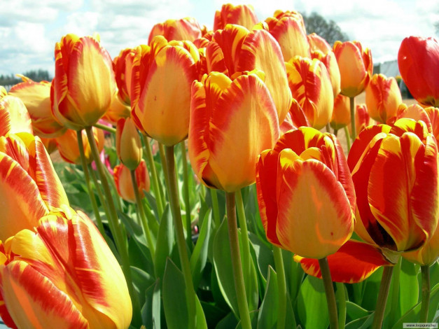 Обои картинки фото цветы, тюльпаны