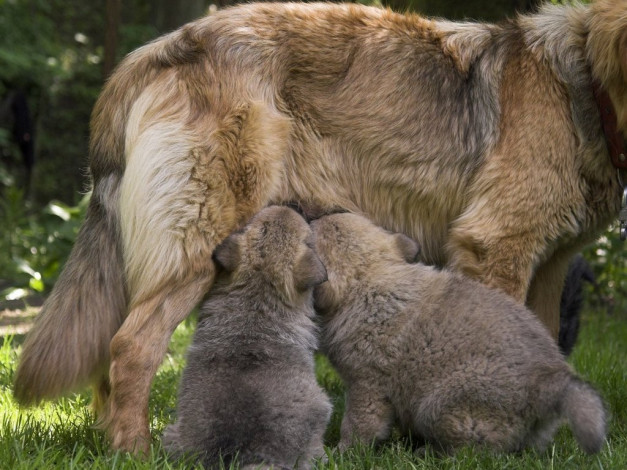 Обои картинки фото животные, собаки