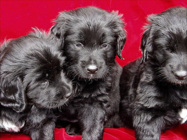 Обои картинки фото животные, собаки