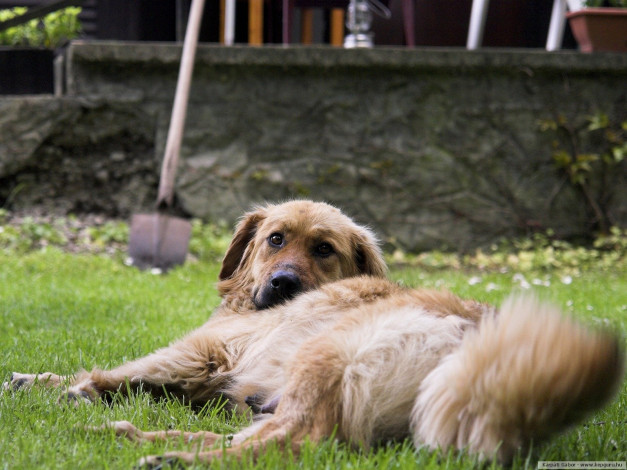 Обои картинки фото животные, собаки