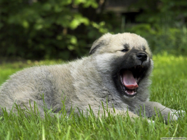 Обои картинки фото животные, собаки