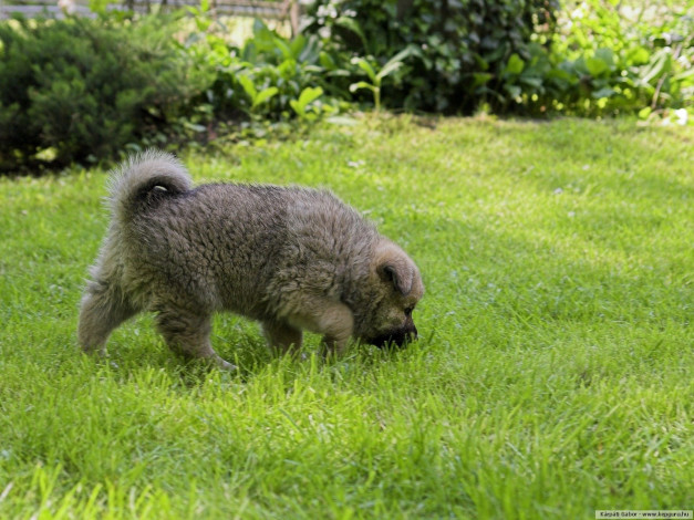 Обои картинки фото животные, собаки