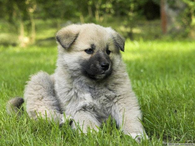 Обои картинки фото животные, собаки