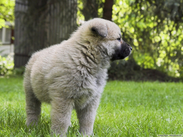 Обои картинки фото животные, собаки