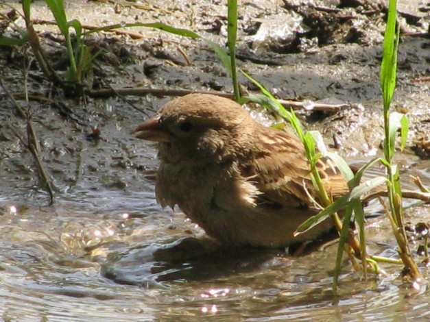Обои картинки фото животные, воробьи