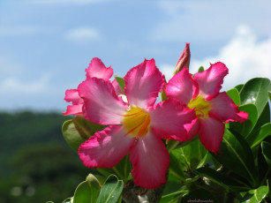 Картинка цветы адениум пустынная роза