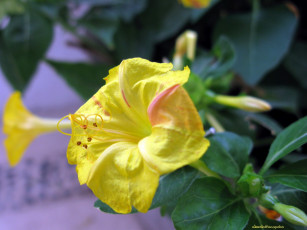 Картинка цветы цветущие деревья кустарники мирабилис