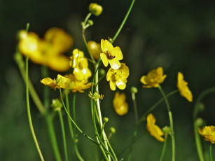 Картинка цветы калужницы лютики