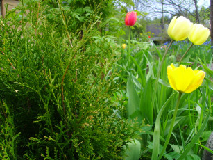 Картинка цветы тюльпаны