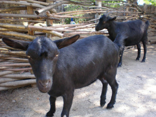 Картинка козы животные