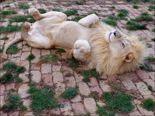 Картинка животные львы