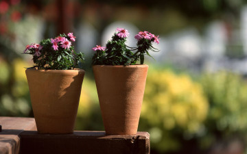 Картинка цветы