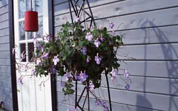 Картинка цветы лобелии