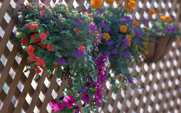 Картинка цветы разные вместе