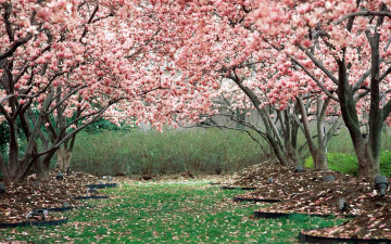 Картинка природа деревья