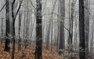 Картинка природа лес