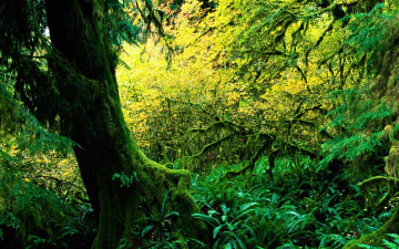 Картинка природа лес