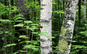 Картинка природа лес