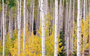 Картинка природа лес