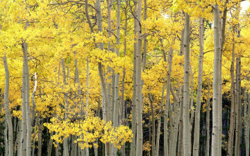 Картинка природа лес