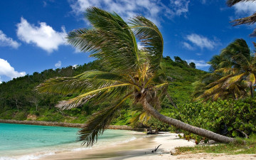 Картинка природа тропики