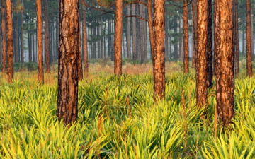 Картинка рисованные природа