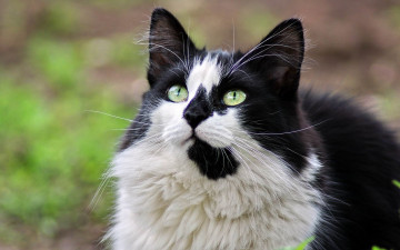 Картинка животные коты