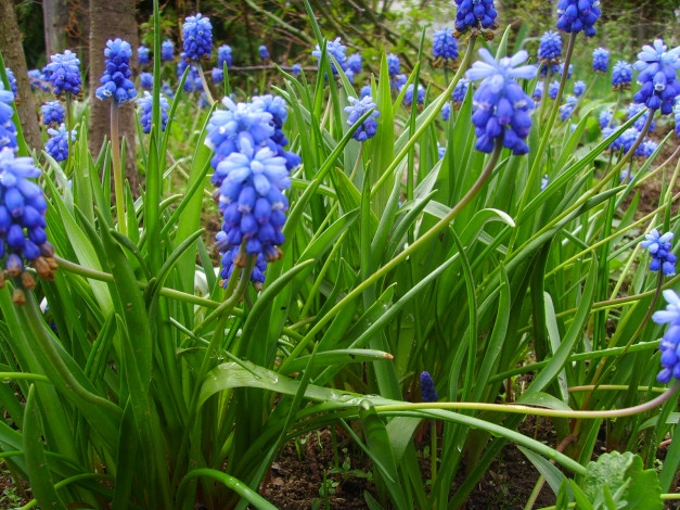 Обои картинки фото цветы, гиацинты