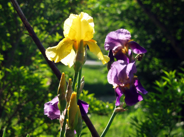 Обои картинки фото цветы, ирисы