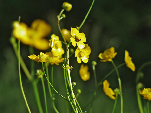 Обои картинки фото цветы, калужницы, лютики