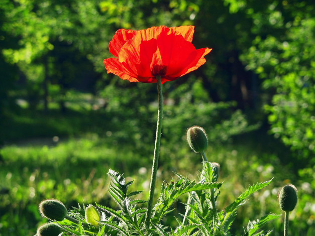 Обои картинки фото цветы, маки