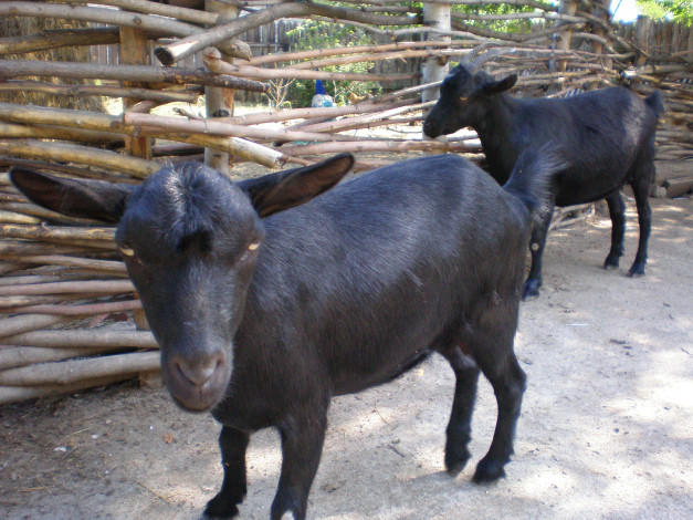 Обои картинки фото козы, животные