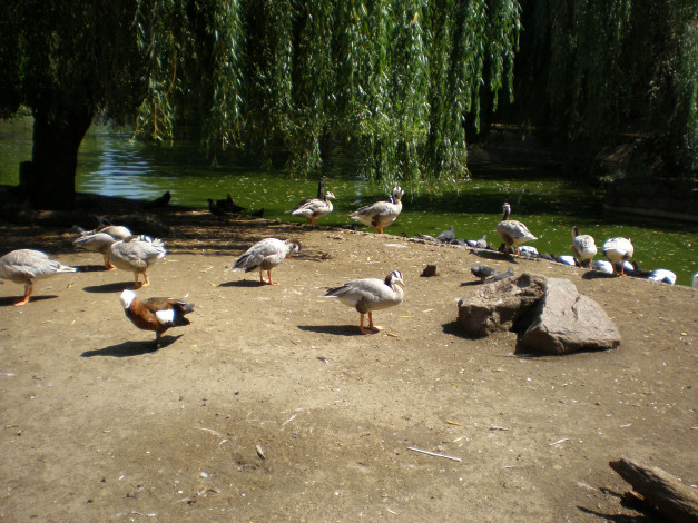 Обои картинки фото птичий, остров, животные, птицы