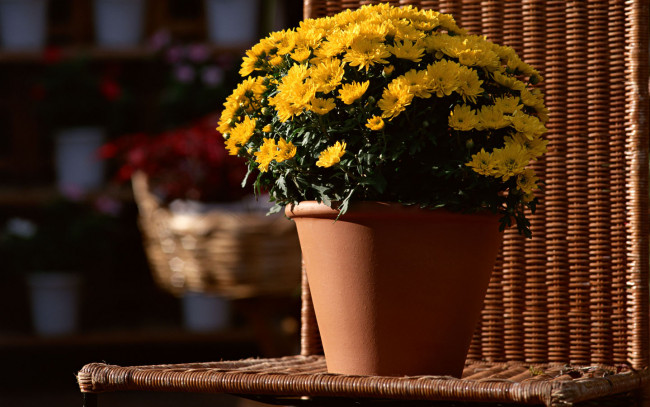 Обои картинки фото цветы, хризантемы