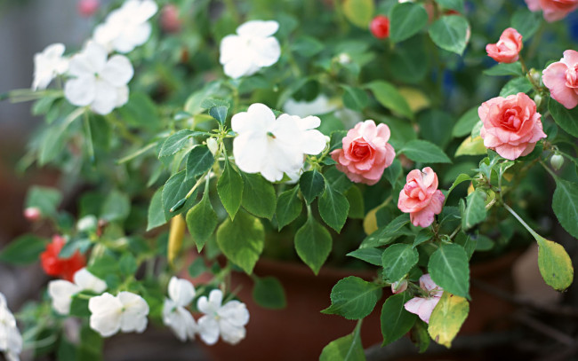 Обои картинки фото цветы, разные, вместе