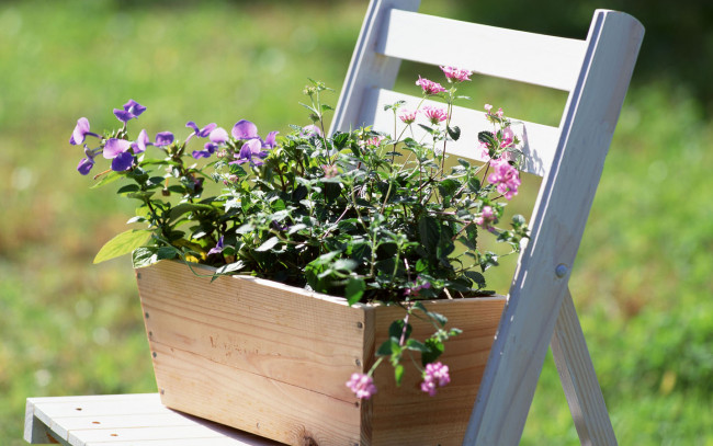 Обои картинки фото цветы, разные, вместе