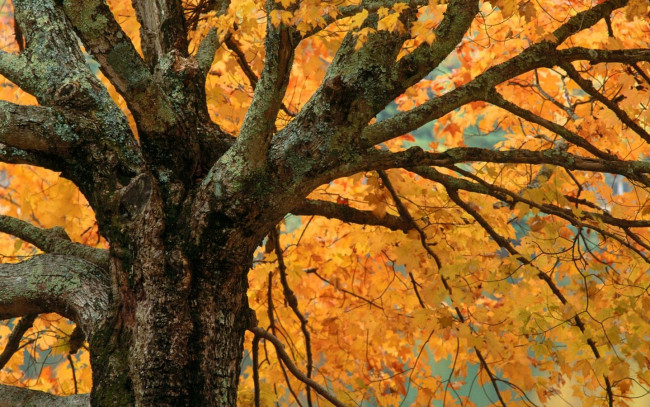 Обои картинки фото природа, деревья