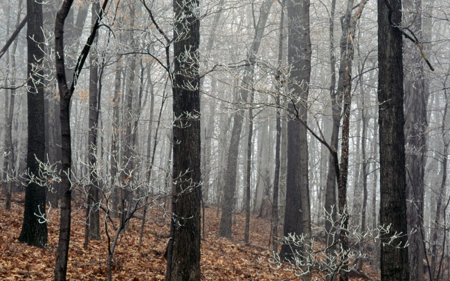 Обои картинки фото природа, лес