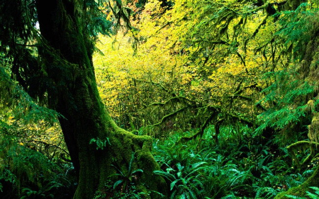 Обои картинки фото природа, лес