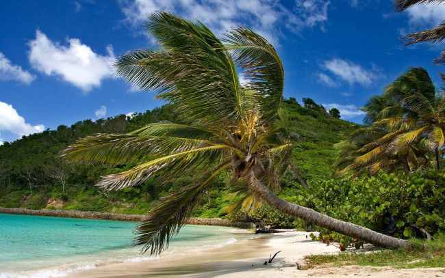 Обои картинки фото природа, тропики