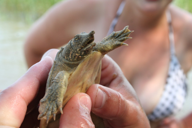 Обои картинки фото ханкайская, черепаха, животные, Черепахи