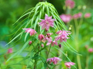 Картинка цветы аквилегия водосбор