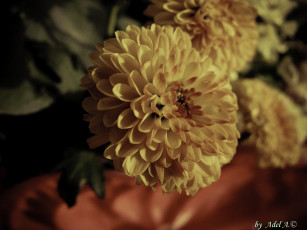 обоя цветы, хризантемы