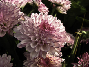 Картинка цветы хризантемы