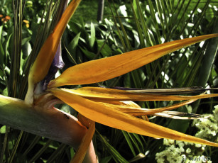 Картинка цветы стрелиция райская птица