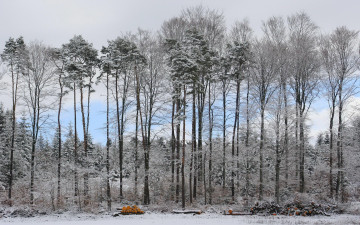 Картинка природа зима