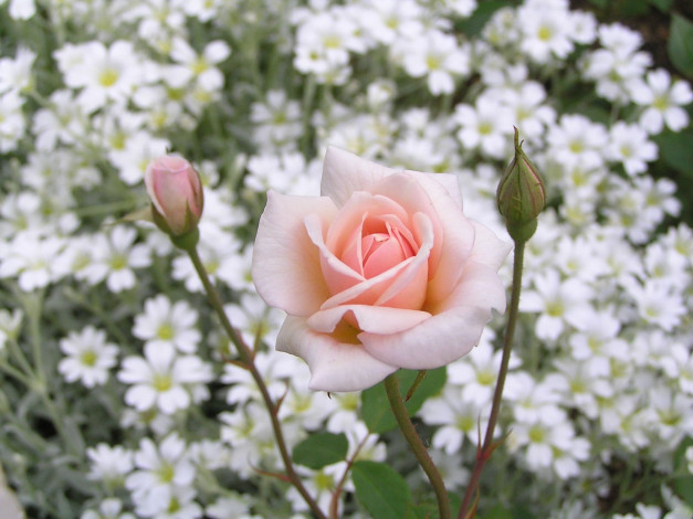 Обои картинки фото цветы, розы