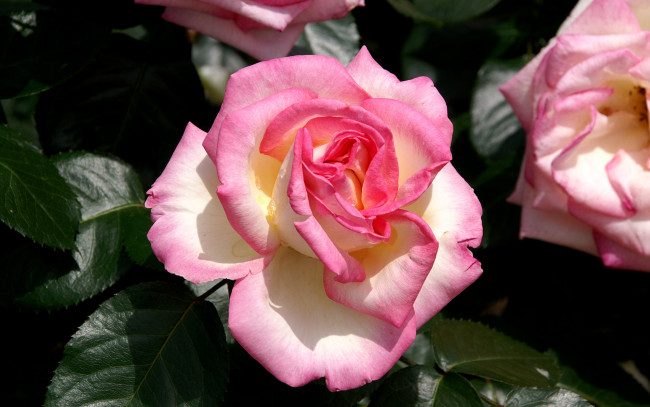 Обои картинки фото цветы, розы